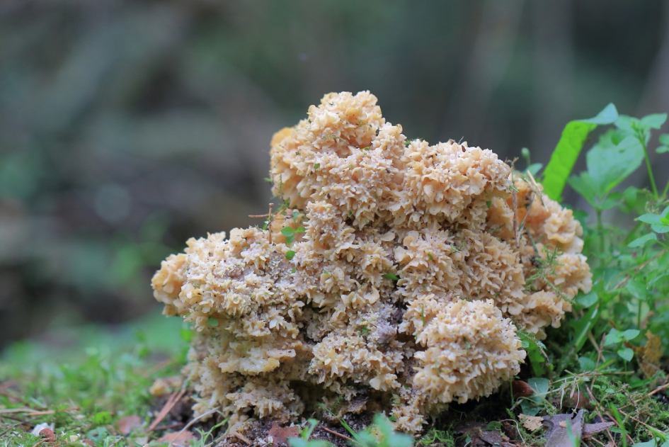 grote sponszwam - Schimmels - grote sponszwam