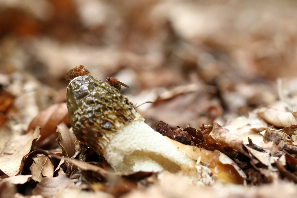 grote stinkzwam - Schimmels - grote stinkzwam