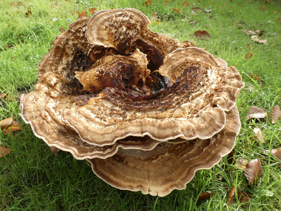 Grote zwam - Schimmels - 