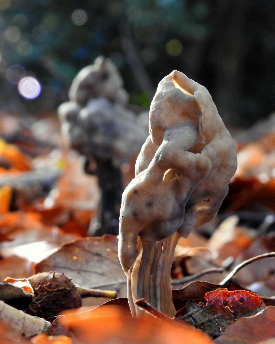 Halloween in het bos - Schimmels - Kluifzwam