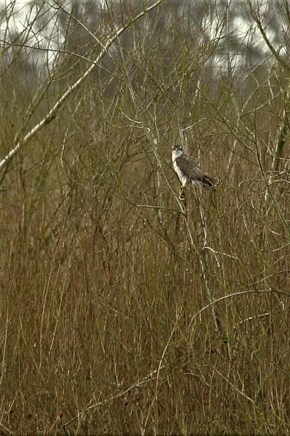 havik - Vogels - havik
