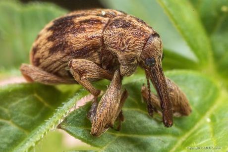 Hazelnootboorder (Curculio nucum)