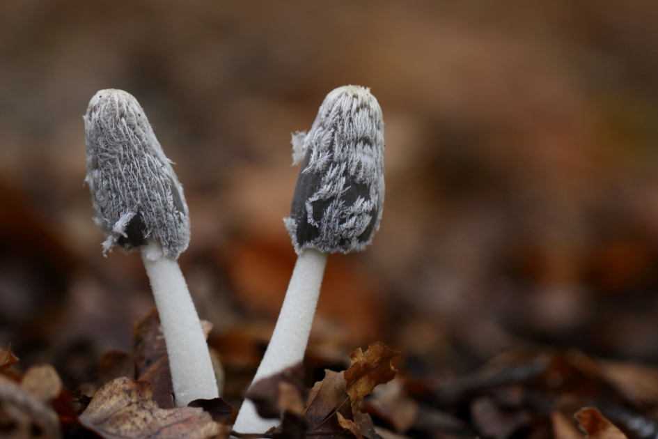 hazenpootjes - Schimmels - hazenpoot