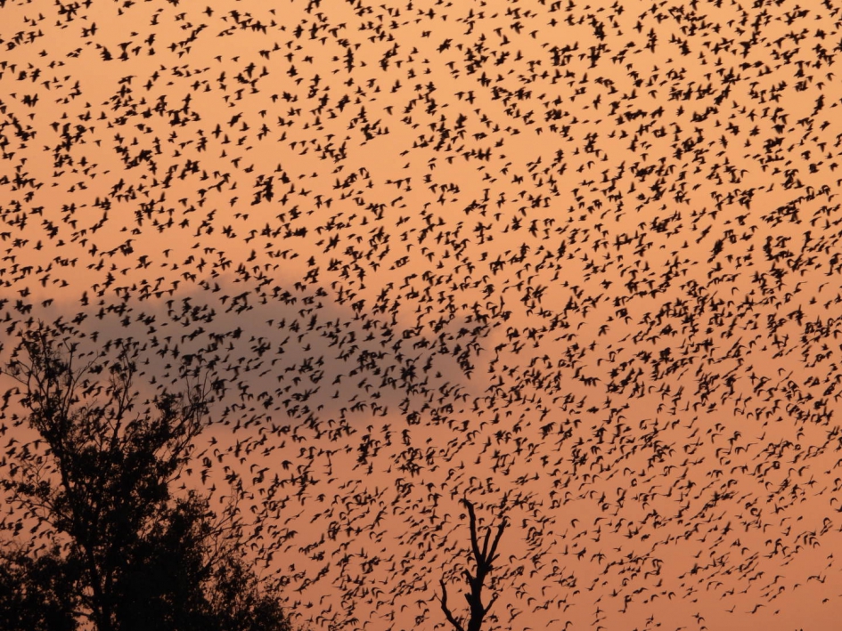 Heel veel Spreeuwen - Vogels - Spreeuw