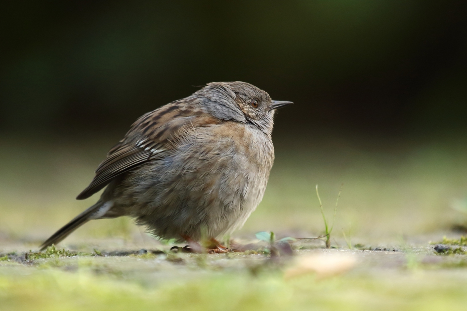 heggenmus - Vogels - heggenmus