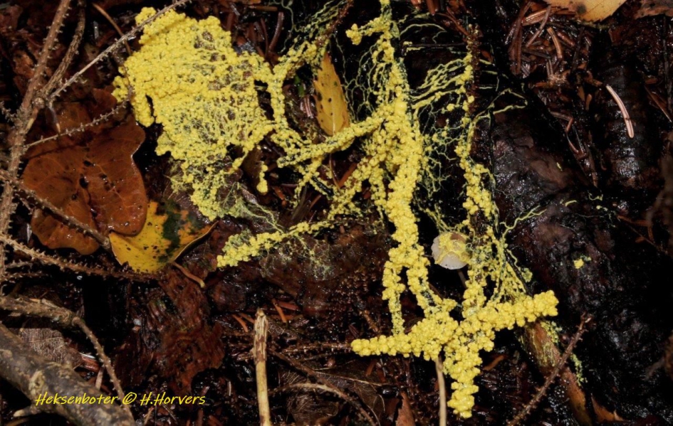 Heksenboter - Schimmels - Heksenboter