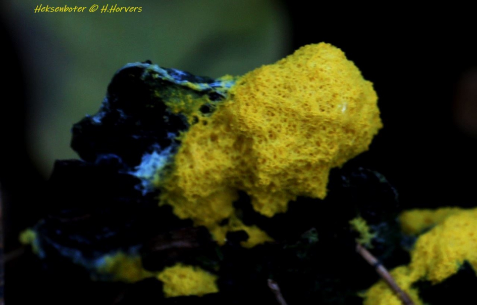 heksenboter - Schimmels - heksenboter