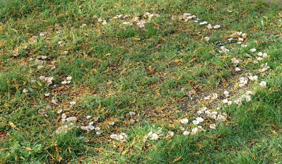 Heksenkring in het gras - Schimmels - 