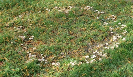 Heksenkring in het gras