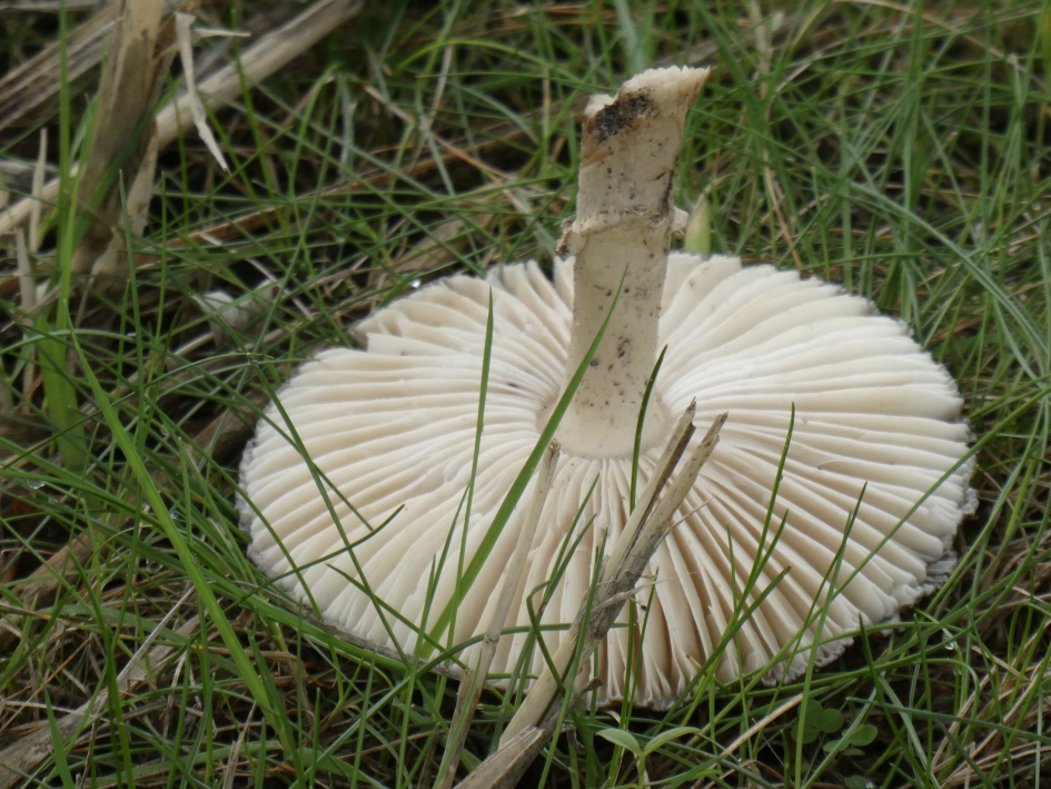 Helaas - Schimmels - 