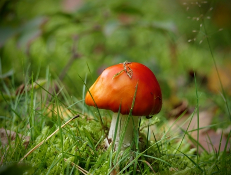 Help !  Waar zijn mijn witte stippen.