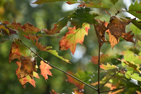 Herfst