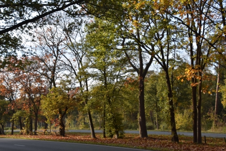 Herfst