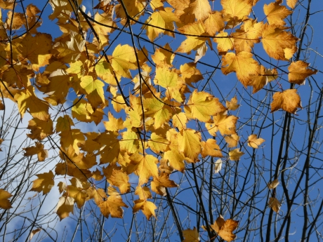 Herfst