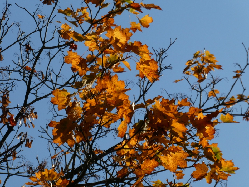 Herfstblad tegen blauwe lucht - Planten - 