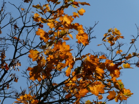 Herfstblad tegen blauwe lucht