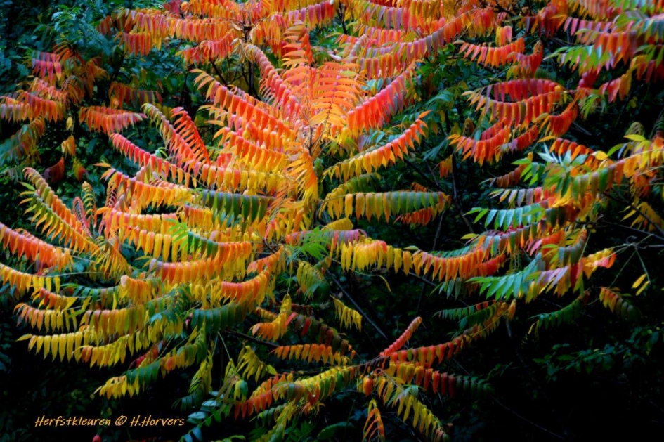 Herfstkleuren - Planten - Herfstkleuren