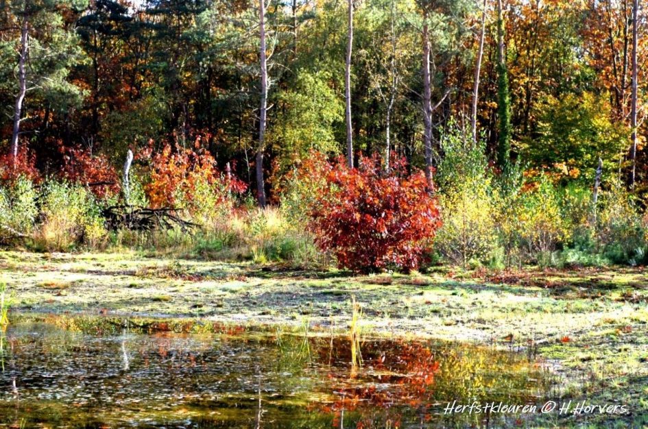 Herfstkleuren - Weer en landschap - Herfstkleuren