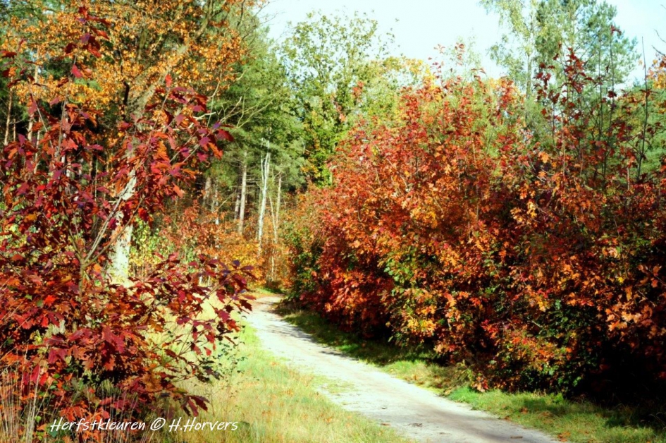Herfstkleuren - Weer en landschap - Herfstkleuren