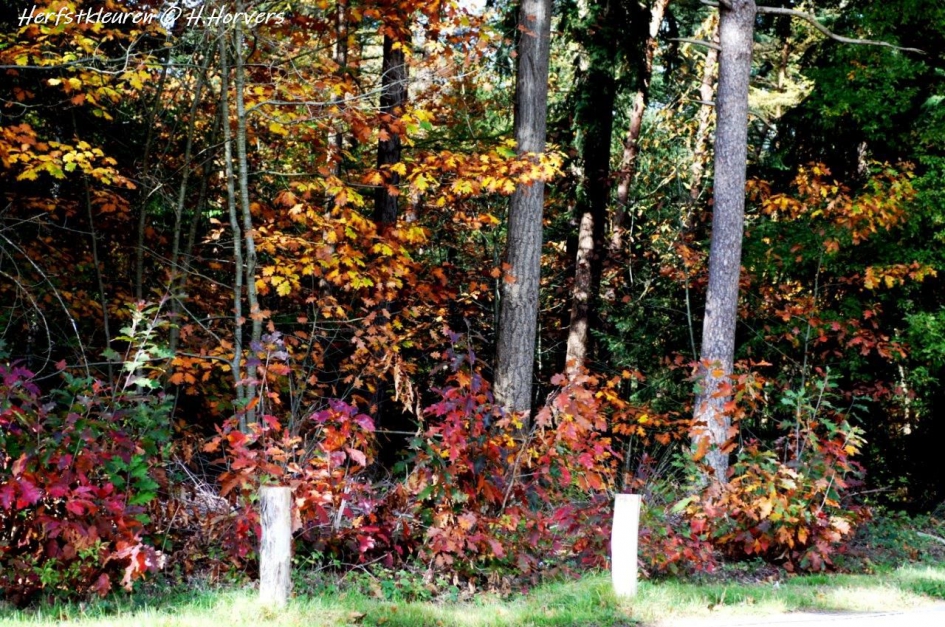 Herfstkleuren - Weer en landschap - Herfstkleuren