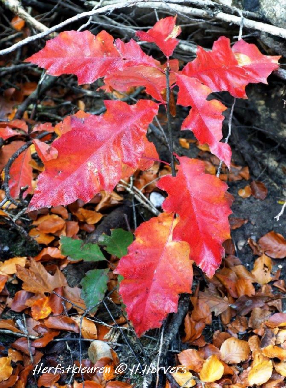 Herfstkleuren van deze jonge eik... - Planten - jonge eik