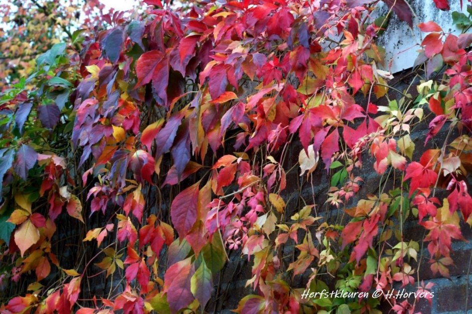 Herfstkleuren, Wingerd. - Planten - Wingerd