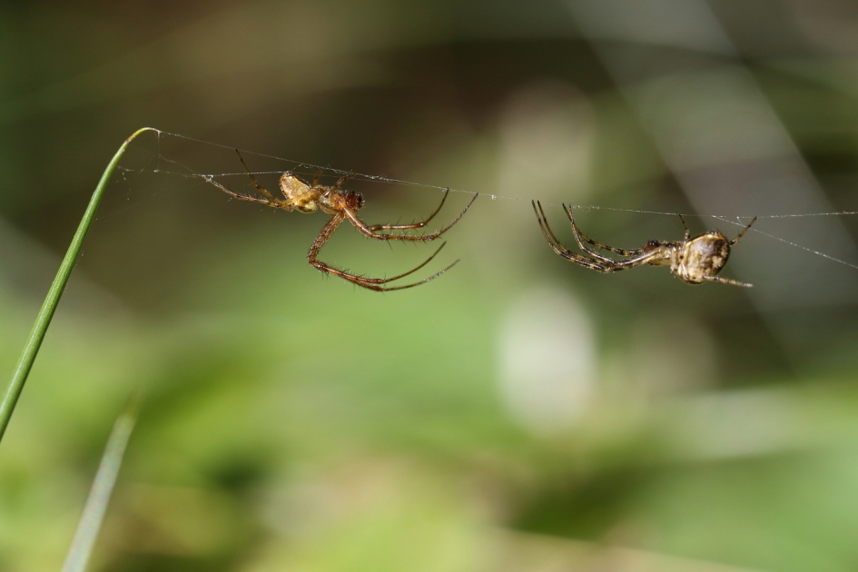 herfstspin - Geleedpotigen - herfstspin