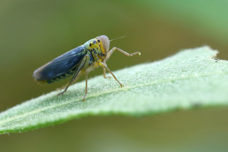 high five - Geleedpotigen - groene rietcicade