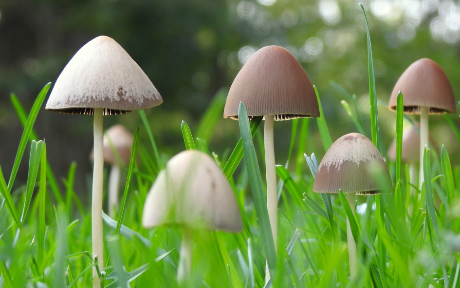 Hoedjesfeest - Schimmels - 