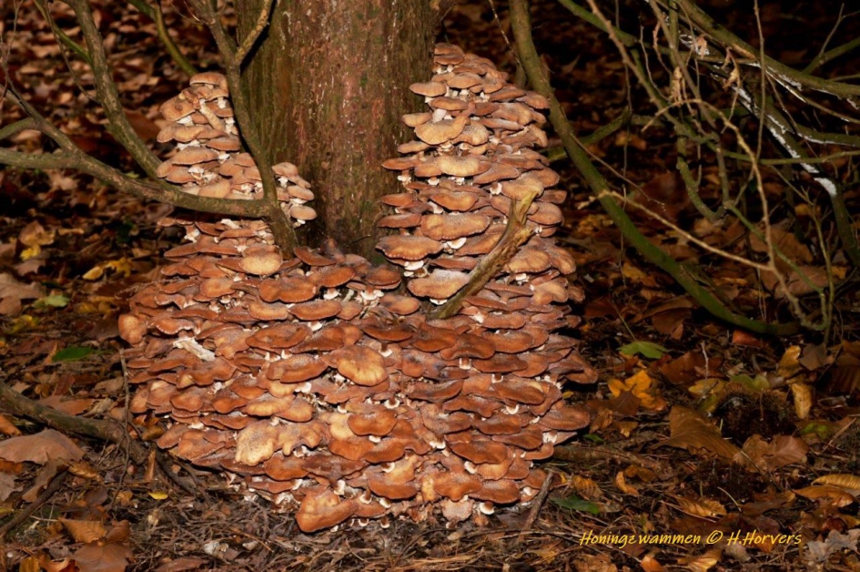 Honingzwammen - Schimmels - Honingzwammen