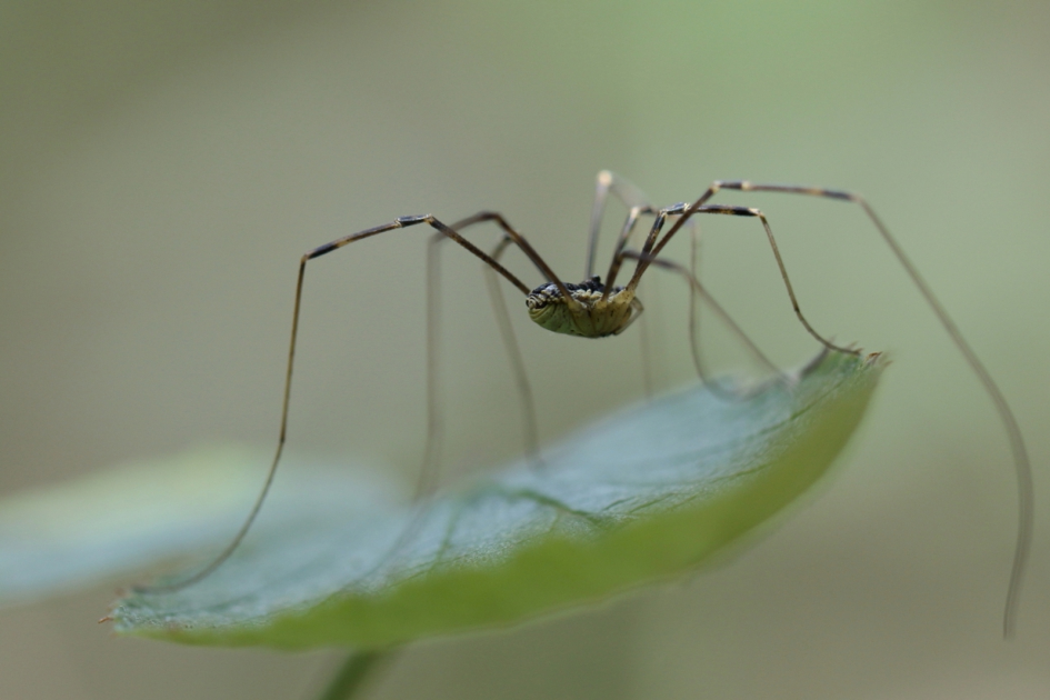 hooiwagen - Geleedpotigen - hooiwagen