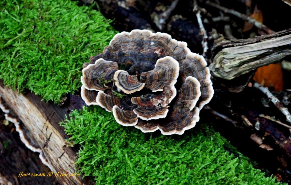 Houtzwam - Schimmels - Houtzwam