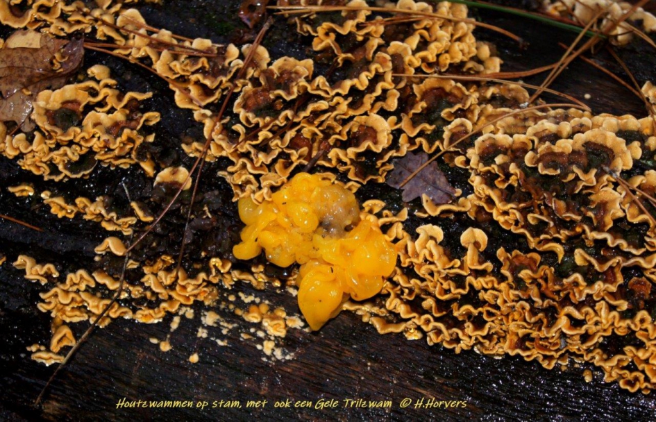 Houtzwammen en Trilzwam op boom - Schimmels - Houtzwammen en Trilzwam op boom