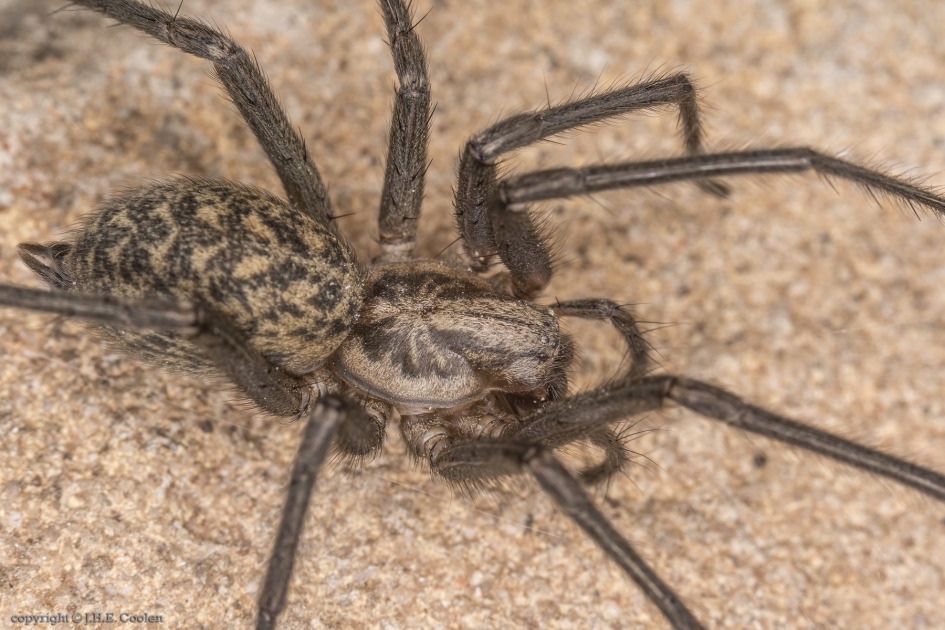 Huistrechterspin (Tegenaria atrica) - Geleedpotigen - Huistrechterspin