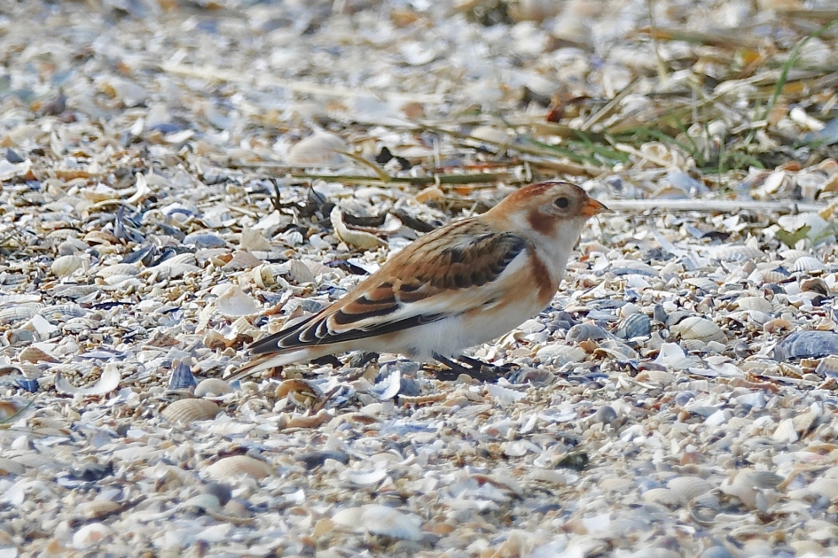 Sneeuwgors op het strand - Vogels - Sneeuwgors