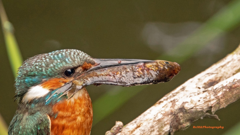 IJsvogel. - Vogels - IJsvogel.