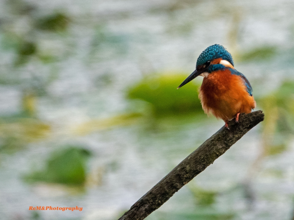 IJsvogel. - Vogels - IJsvogel.
