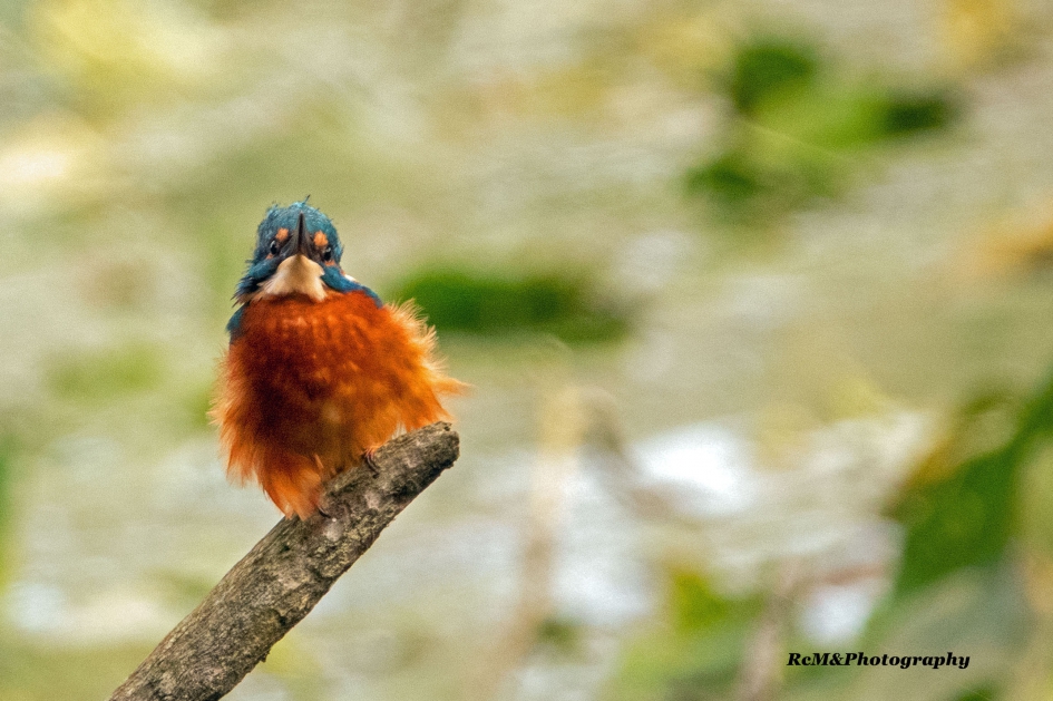 IJsvogel. - Vogels - IJsvogel.