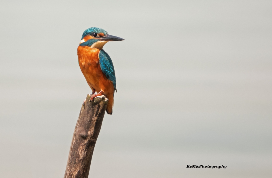 IJsvogel. - Vogels - IJsvogel.