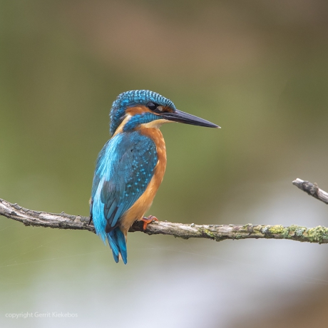 ijsvogel in de Onnerpolder