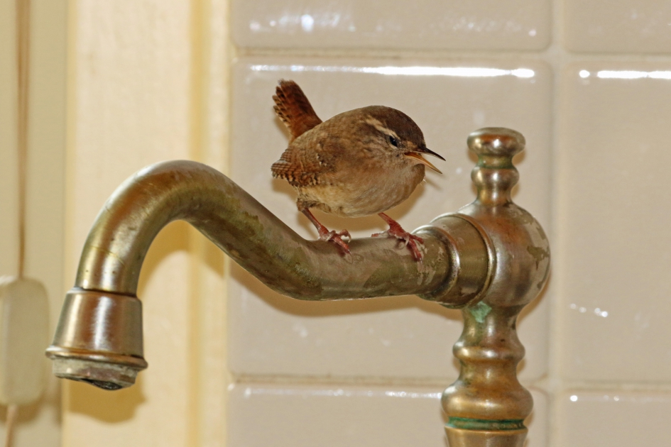 Ik heb dorst! - Vogels - 