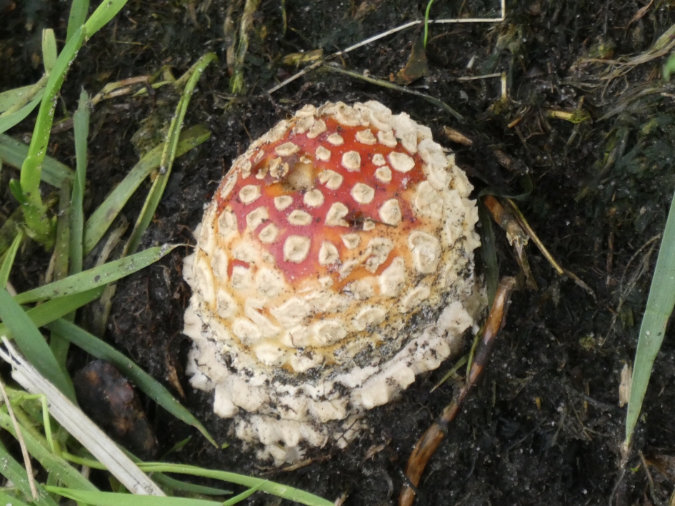 Ik kom eraan.. - Schimmels - 