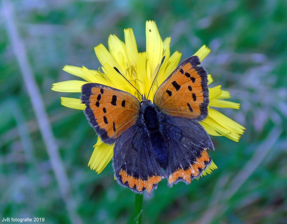 In de Oktoberzon - Schimmels - kleine vuurvlinder