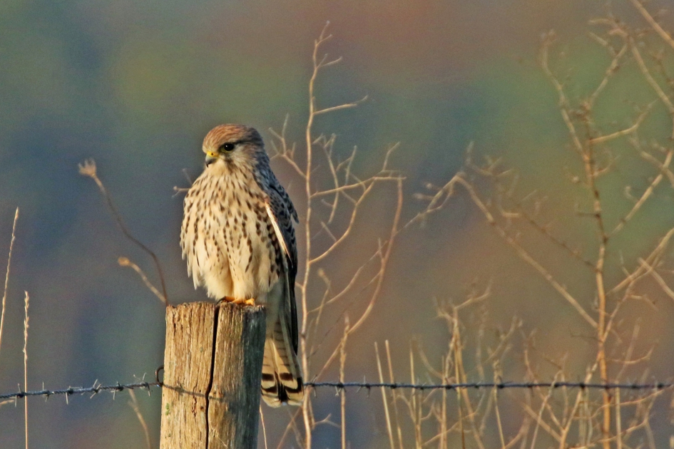 In het ochtendgloren - Vogels - 
