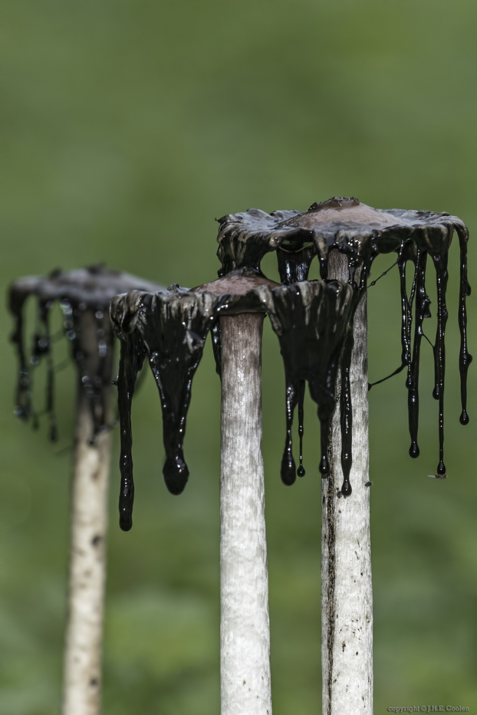 Inktzwam 2 - Schimmels - Inktzwam