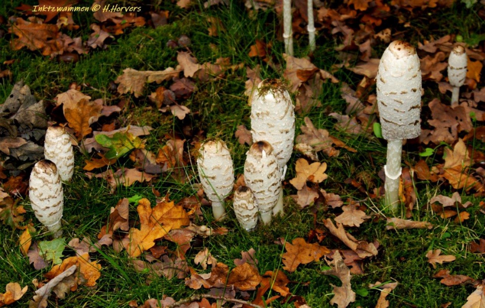 Inktzwammen - Schimmels - Inktzwammen