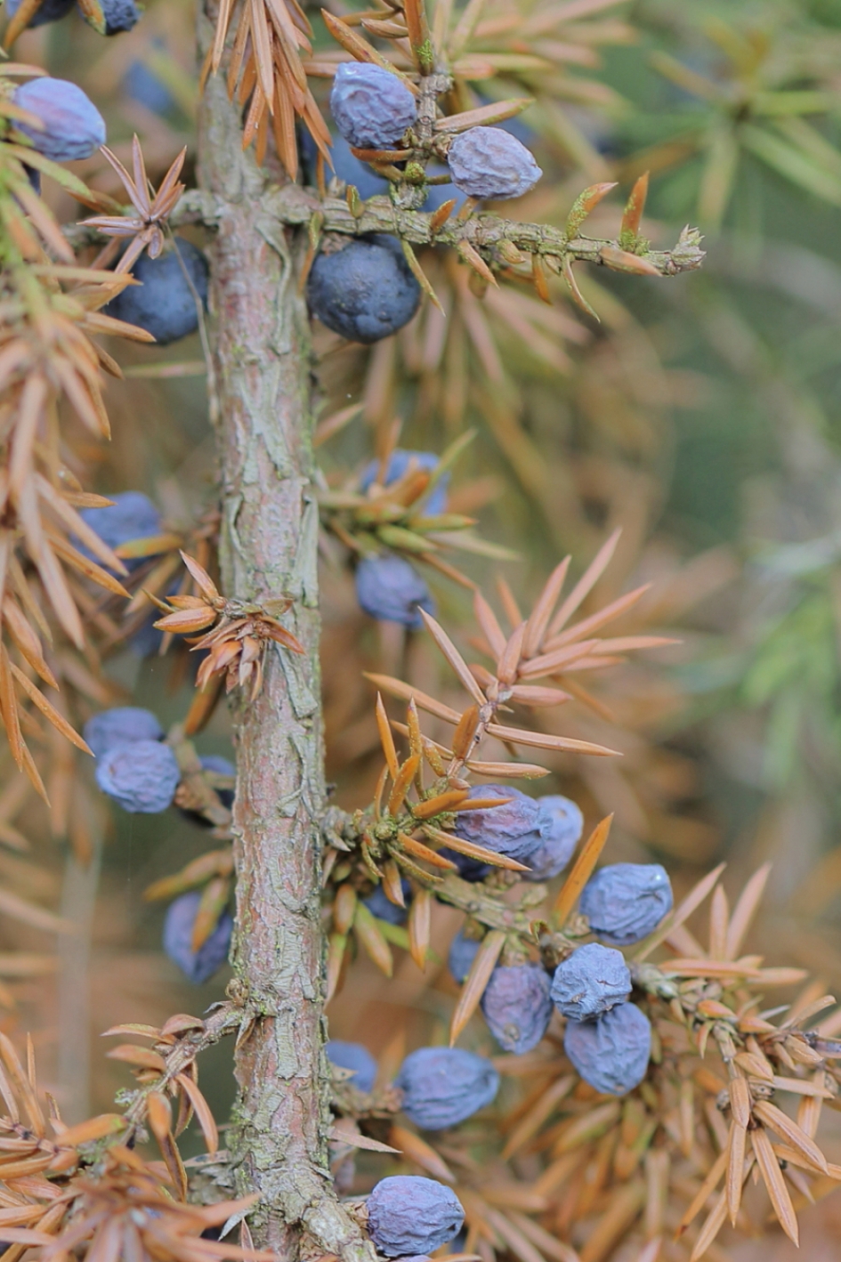 jeneverbes - Planten - jeneverbes