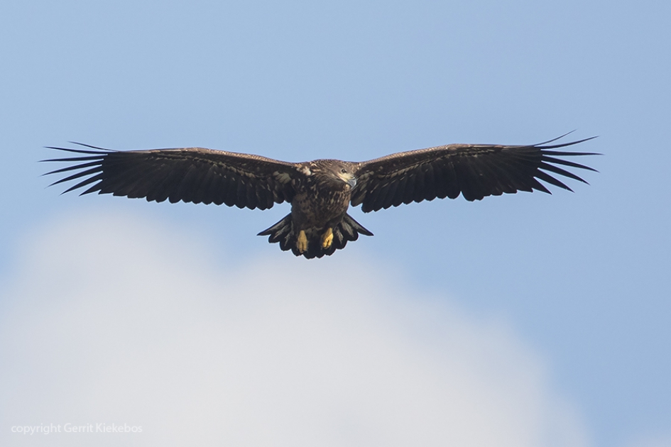 Jonge zeearend op de foto. - Vogels - zeearend