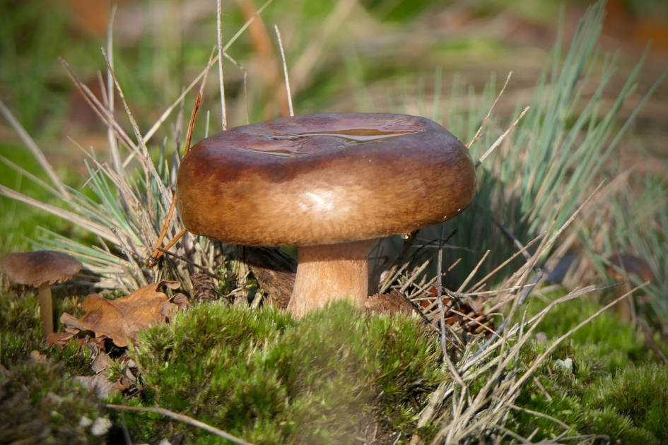 "Kabouterkrukje" - Schimmels - Paddenstoel