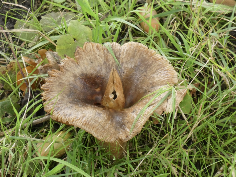 Kelkje - Schimmels - 